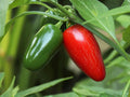 Early Jalapeno Pepper Seeds – 25 Hot Chili Garden Seeds for Planting