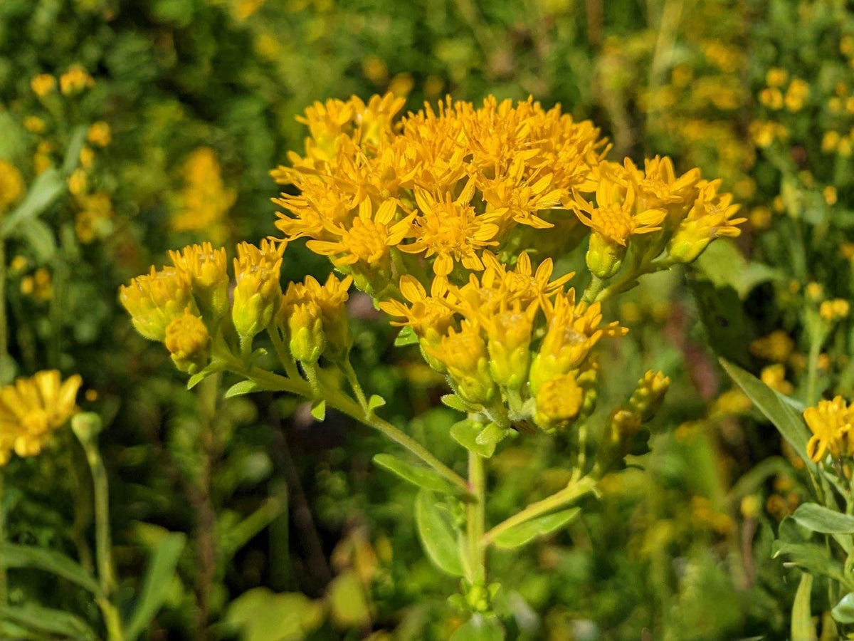 100 Stiff Goldenrod Seeds Solidago rigida Native Wildflower Perennial