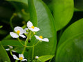 500 Common Arrowhead Seeds Heirloom Native Aquatic Pond Plant