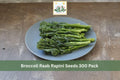 300 Broccoli Raab Rapini Seeds Brassica rapa Spring Rapini Vegetable