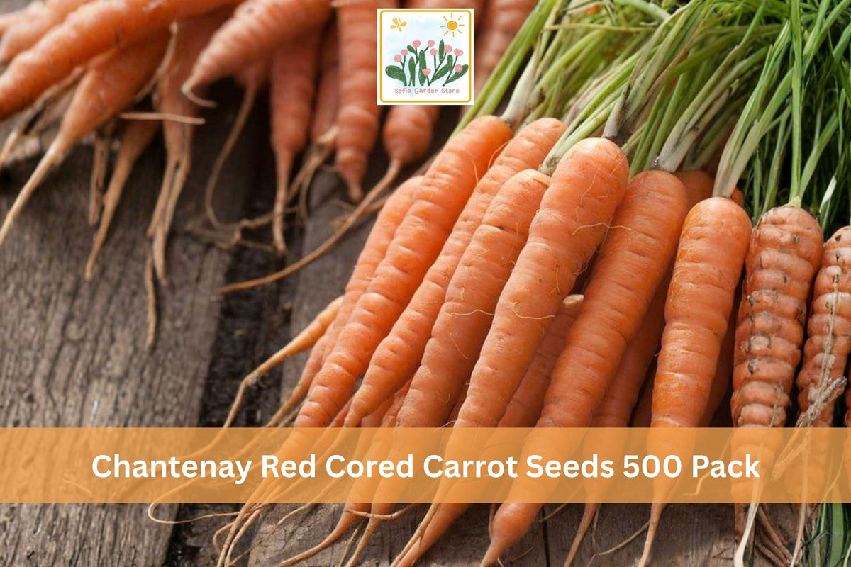 500 Seeds Chantenay Red Cored Carrot