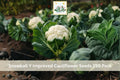 250 Seeds Snowball Y Improved Cauliflower Heirloom Vegetable Garden Seeds