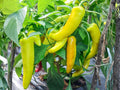 25 Hungarian Yellow Wax Pepper Seeds – Heirloom Banana Pepper for Containers