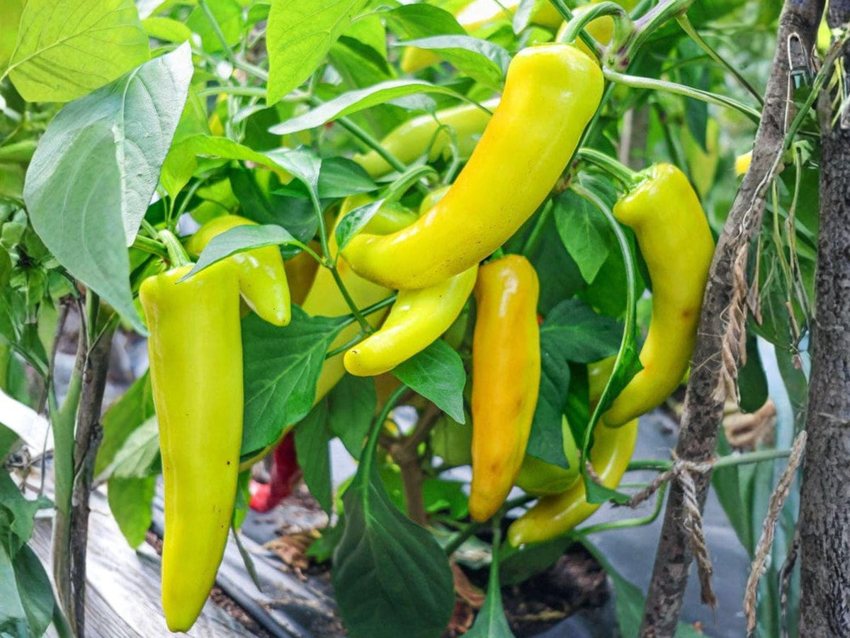 25 Hungarian Yellow Wax Pepper Seeds – Heirloom Banana Pepper for Containers