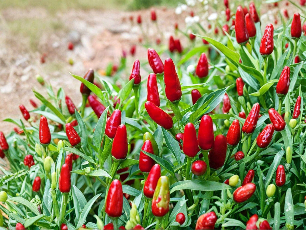 Thai Bird's Eye Chili Seeds – 25 Heirloom Hot Pepper Seeds for Spicy Cooking & Container Growing