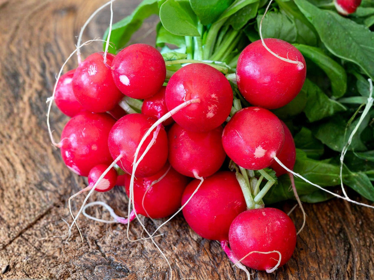 Cherry Belle Radish Seeds – Heirloom Fast Growing Garden Vegetable (100 Seeds)