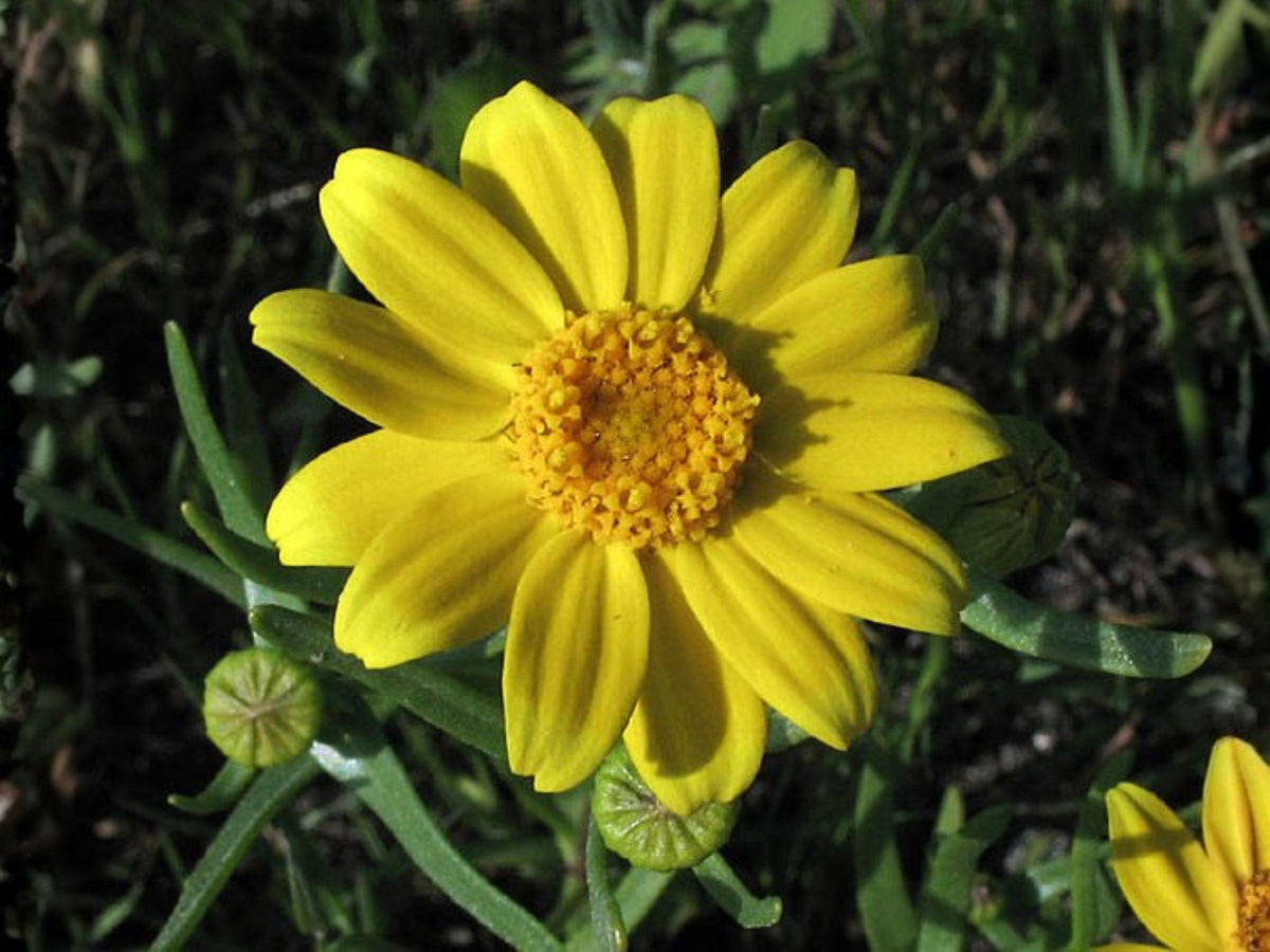 Lasthenia Glabrata 100 Seeds – Yellowray Goldfields Yellow Wildflower Annual