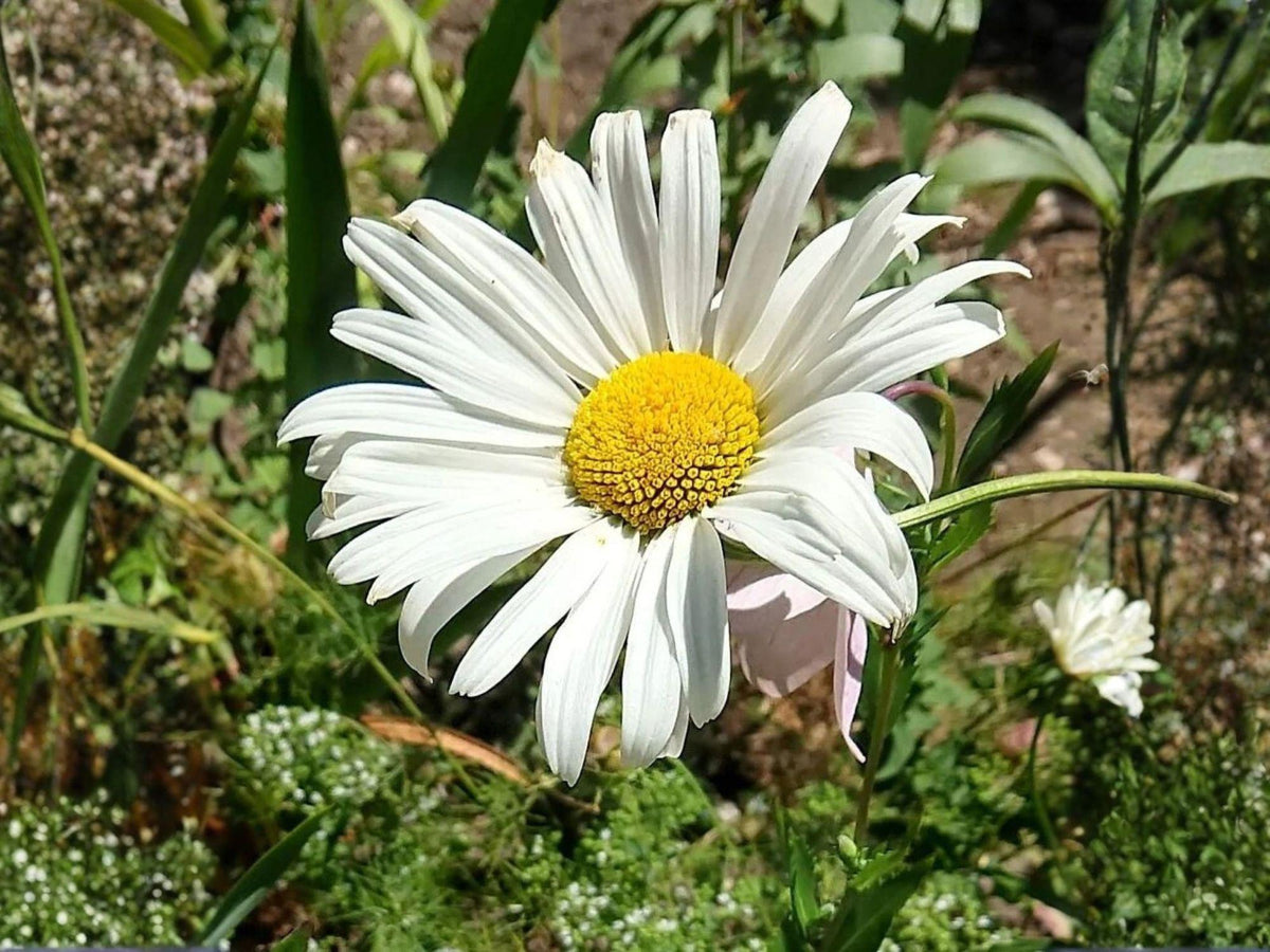 Daisy 100 Seeds – Hardy Wildflower with White and Yellow Blooms