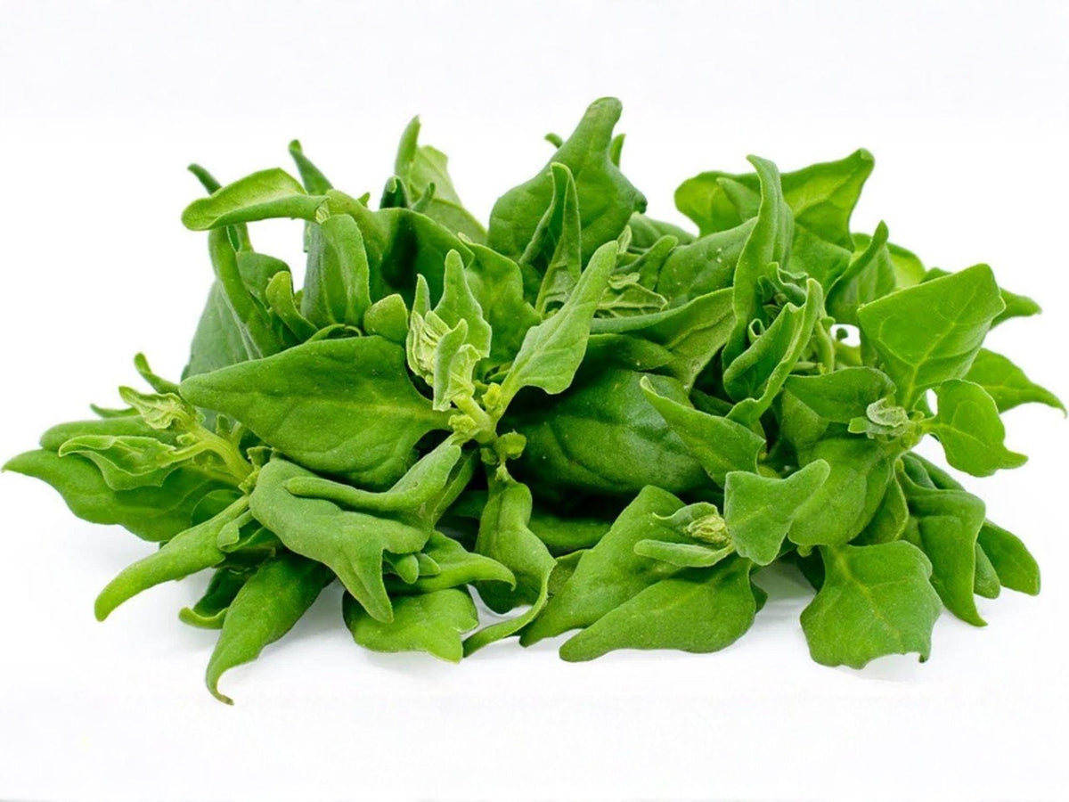 New Zealand Spinach Seeds – Heat Tolerant Heirloom Tetragonia (100 Seeds)