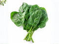 Viroflay Spinach Seeds – Heirloom French Large Leaf Spinach (100 Seeds)