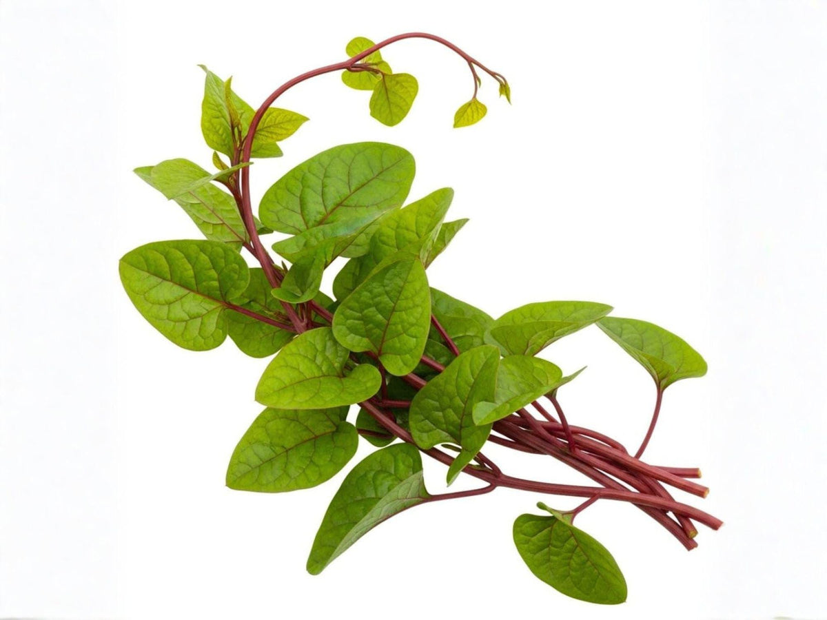 Red Stem Malabar Spinach Seeds – Heat Tolerant Climbing Summer Vegetable (50 Seeds)