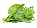 50 Green Malabar Spinach Seeds – Heat Tolerant Climbing Spinach for Summer Gardens