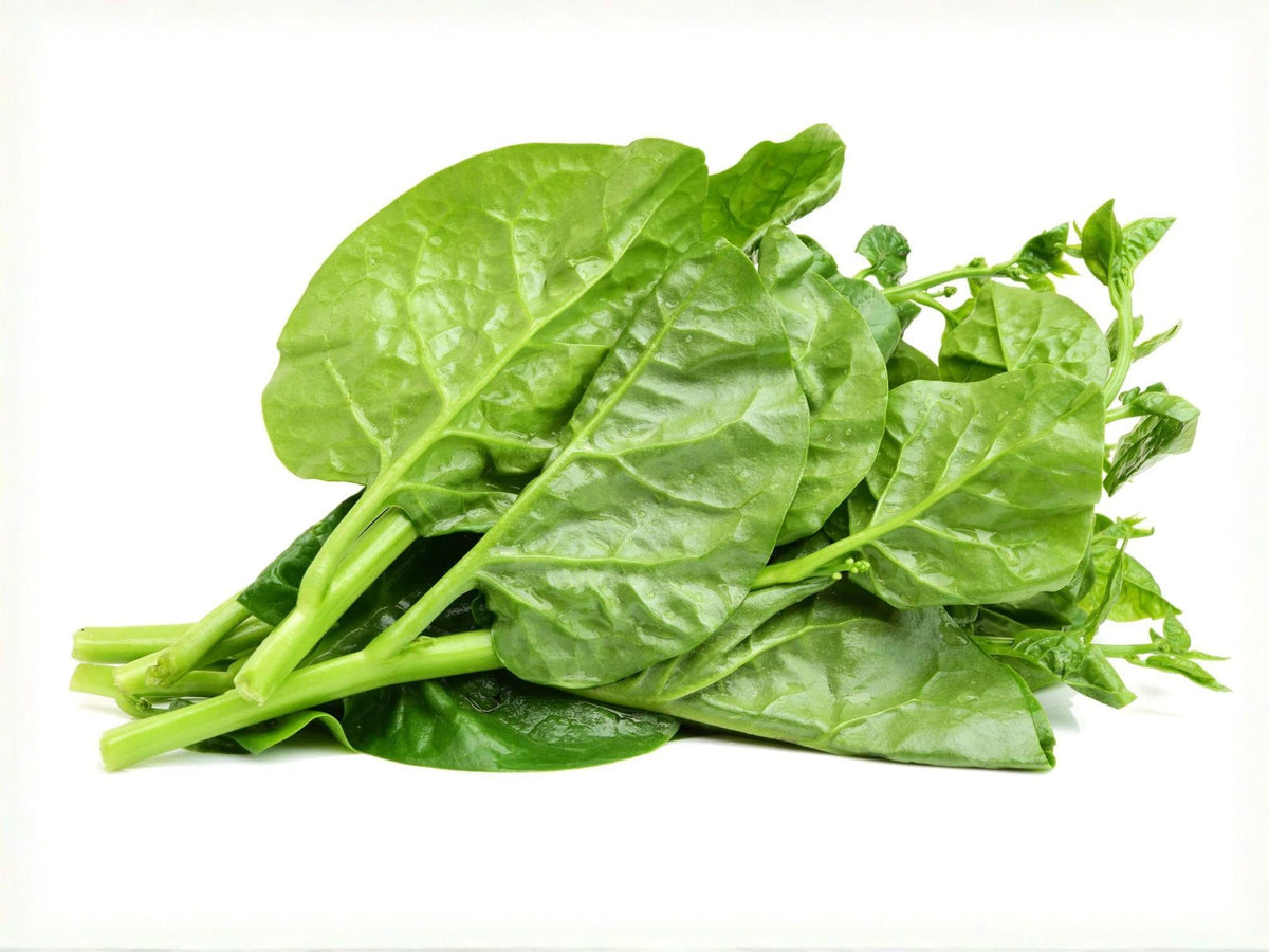 50 Green Malabar Spinach Seeds – Heat Tolerant Climbing Spinach for Summer Gardens