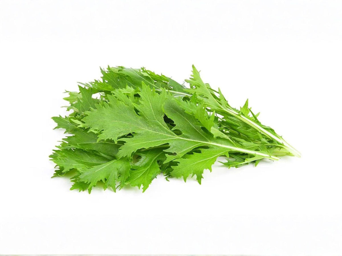 500 Mizuna Early Spinach Seeds – Heirloom Japanese Mustard Greens for Salads
