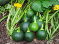 Round Zucchini Seeds – Heirloom Globe Summer Squash (10 Seeds)