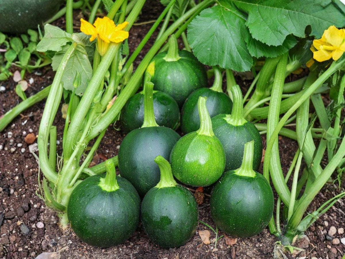 Round Zucchini Seeds – Heirloom Globe Summer Squash (10 Seeds)