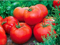 Ace 55 Tomato Seeds – Heirloom Low Acid Red Tomatoes (30 Seeds)