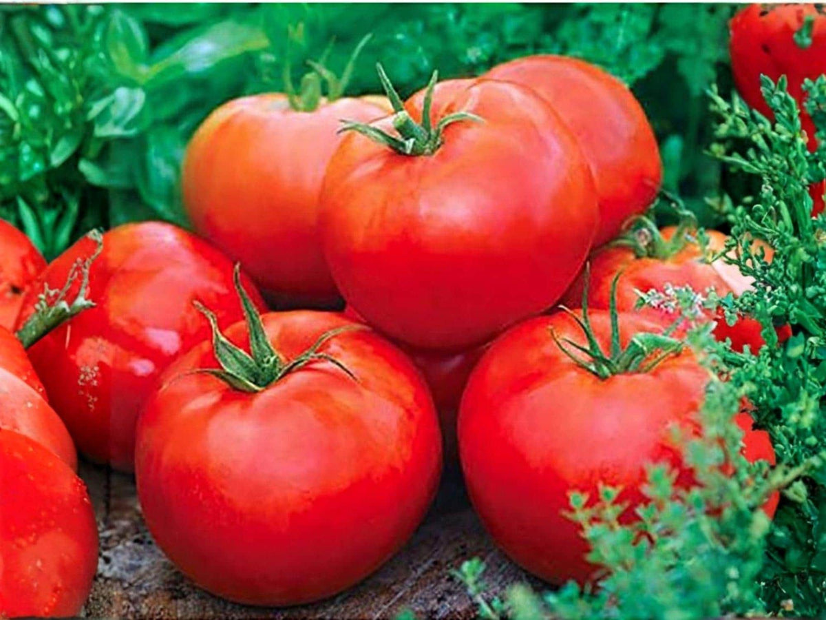 Ace 55 Tomato Seeds – Heirloom Low Acid Red Tomatoes (30 Seeds)