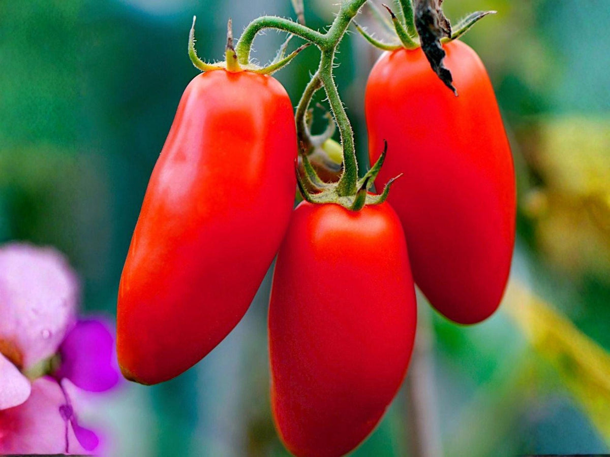 San Marzano Tomato Seeds – 30 Heirloom Indeterminate Paste Tomatoes for Sauce & Canning