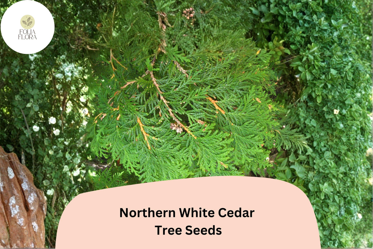 50 Eastern Arborvitae Seeds - Thuja occidentalis Northern White Cedar Evergreen Tree