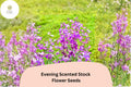 100 Evening Scented Stock Seeds – Matthiola longipetala Fragrant Night-Blooming Flower