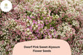 100 Dwarf Pink Sweet Alyssum Seeds – Lobularia maritima Fragrant Low-Growing Flowers
