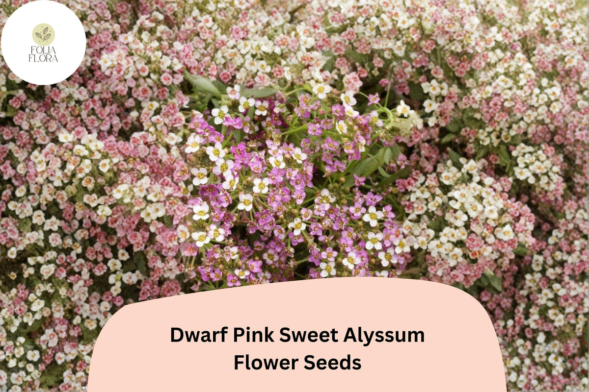 100 Dwarf Pink Sweet Alyssum Seeds – Lobularia maritima Fragrant Low-Growing Flowers