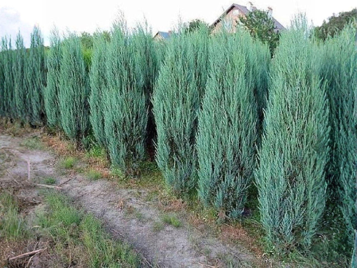 15 Rocky Mountain Juniper Seeds – Heirloom Evergreen Tree for Garden Planting