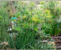Dwarf Papyrus Pond Live Plant – Tropical Aquatic Bog Starter Bush