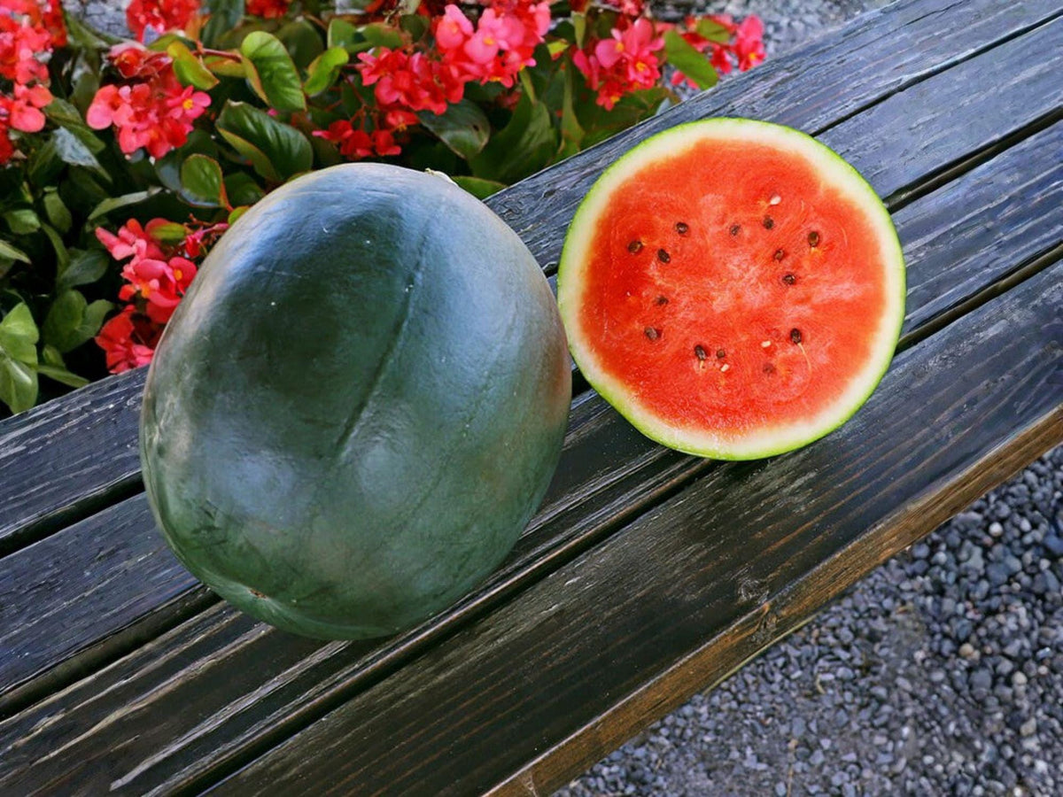Sugar Baby Watermelon Seeds – Heirloom Icebox Variety, Compact Garden Fruit (10 Seeds)