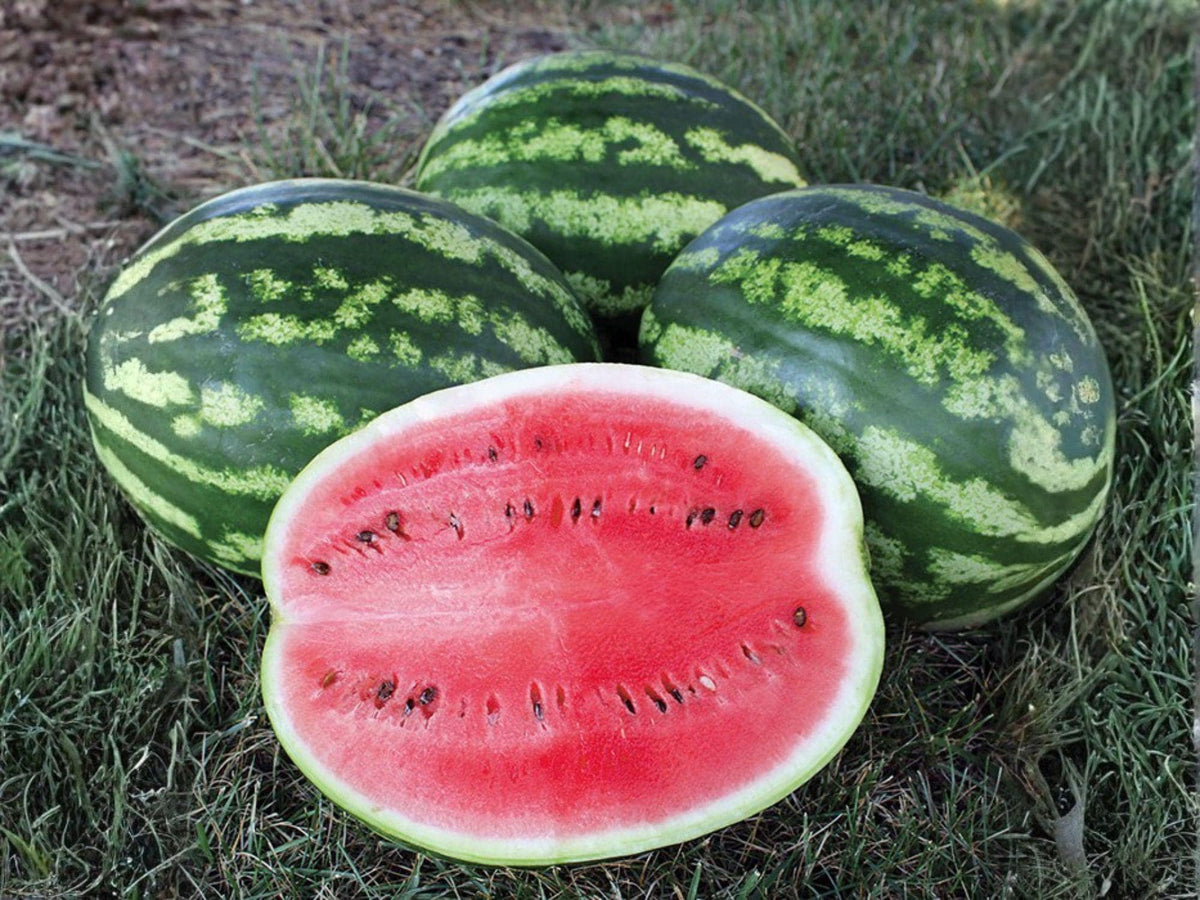 Crimson Sweet Watermelon Seeds – 10 Heirloom Summer Fruit Seeds for Planting