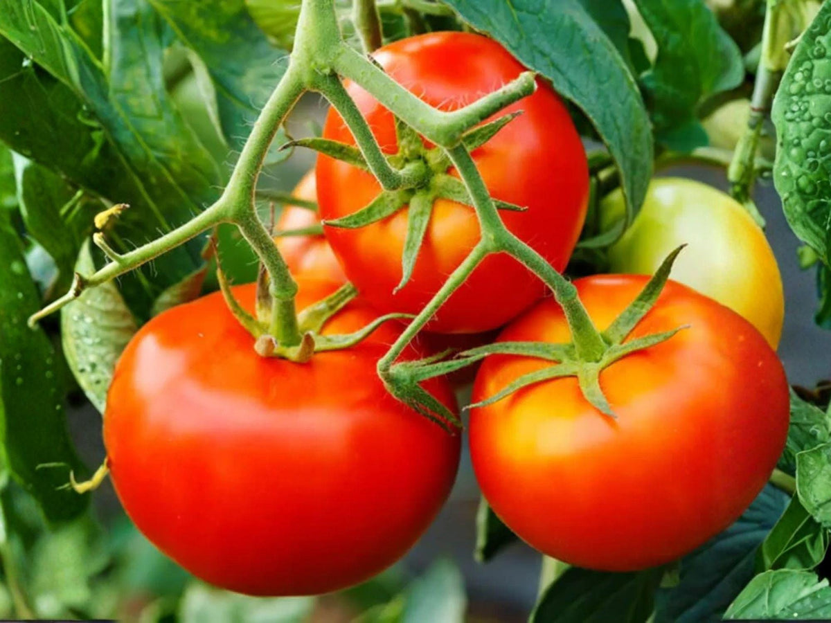 VR Moscow Heirloom Tomato Seeds – Cold Hardy Red Variety (30 Seeds)