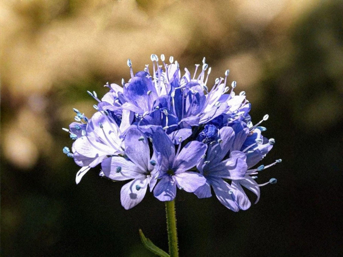 Gilia Capitata Seeds – Globe Bluehead Wildflower, Pollinator Annual (100 Seeds)