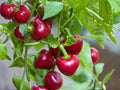 Red Cherry Pepper Seeds – Heirloom Sweet Garden Variety (25 Seeds)