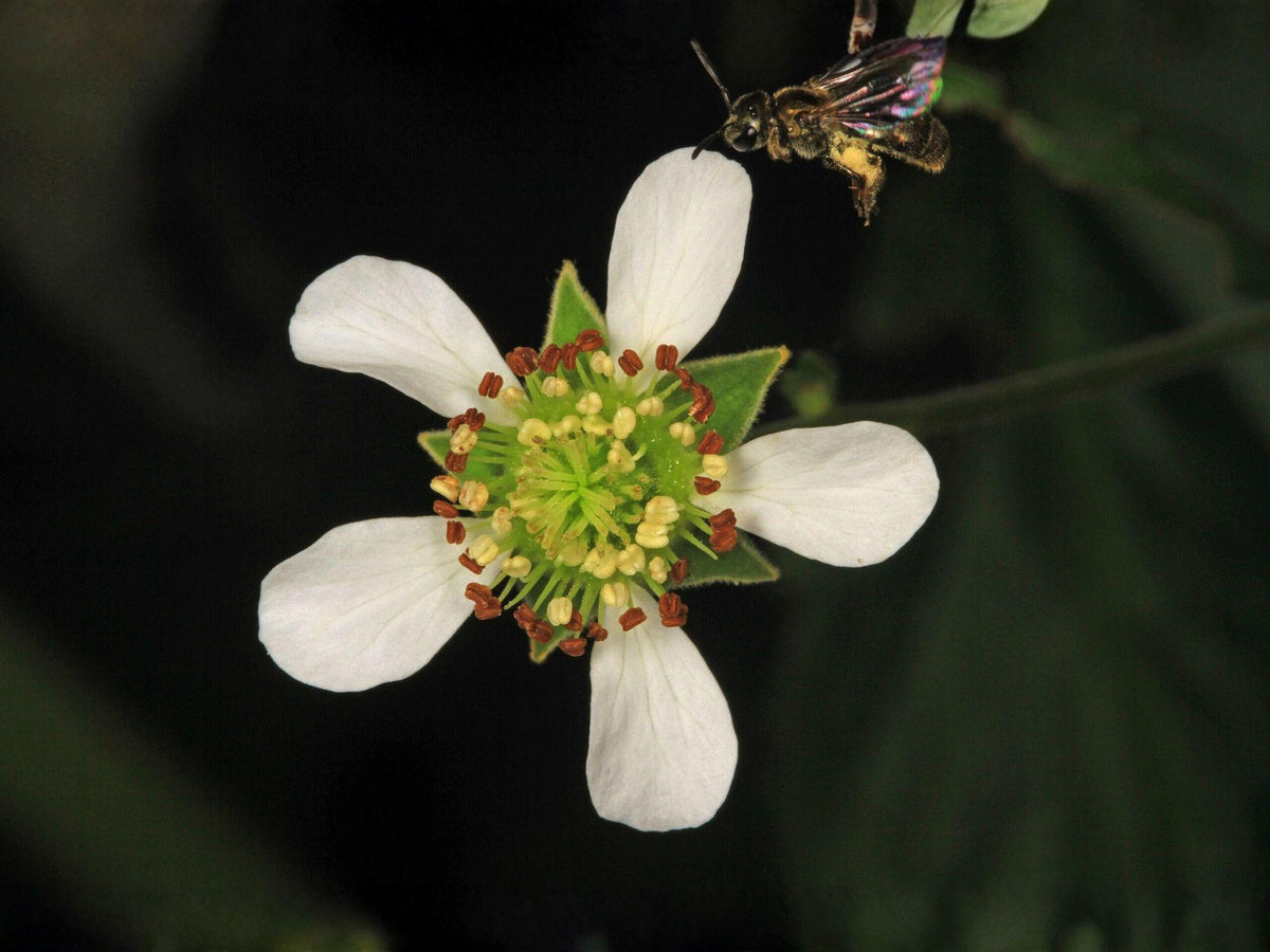 Geum Canadense 100 Seeds – White Avens Native Woodland Wildflower Shade Perennial
