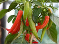 Italian Pepperoncini Seeds – 25 Sweet Pickling Pepper Seeds for Planting