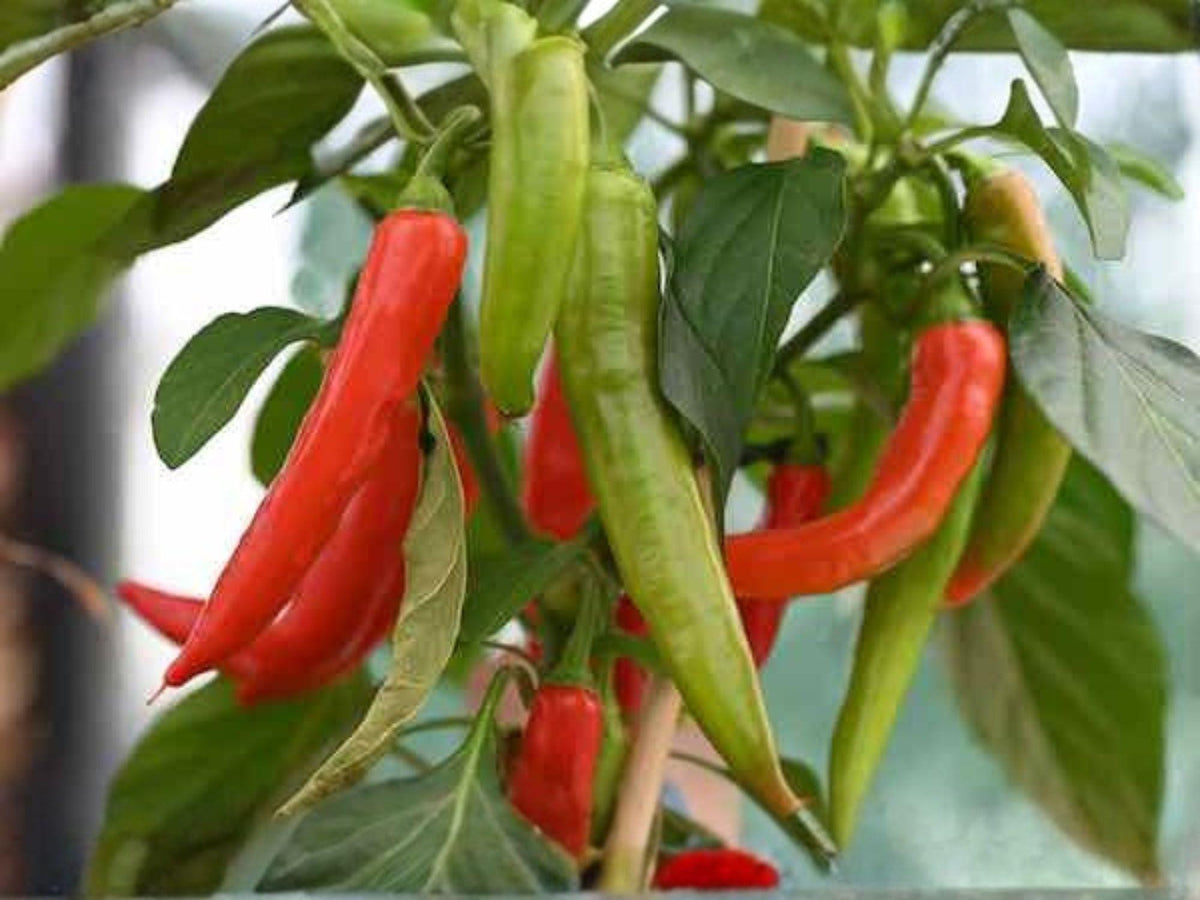 Italian Pepperoncini Seeds – 25 Sweet Pickling Pepper Seeds for Planting