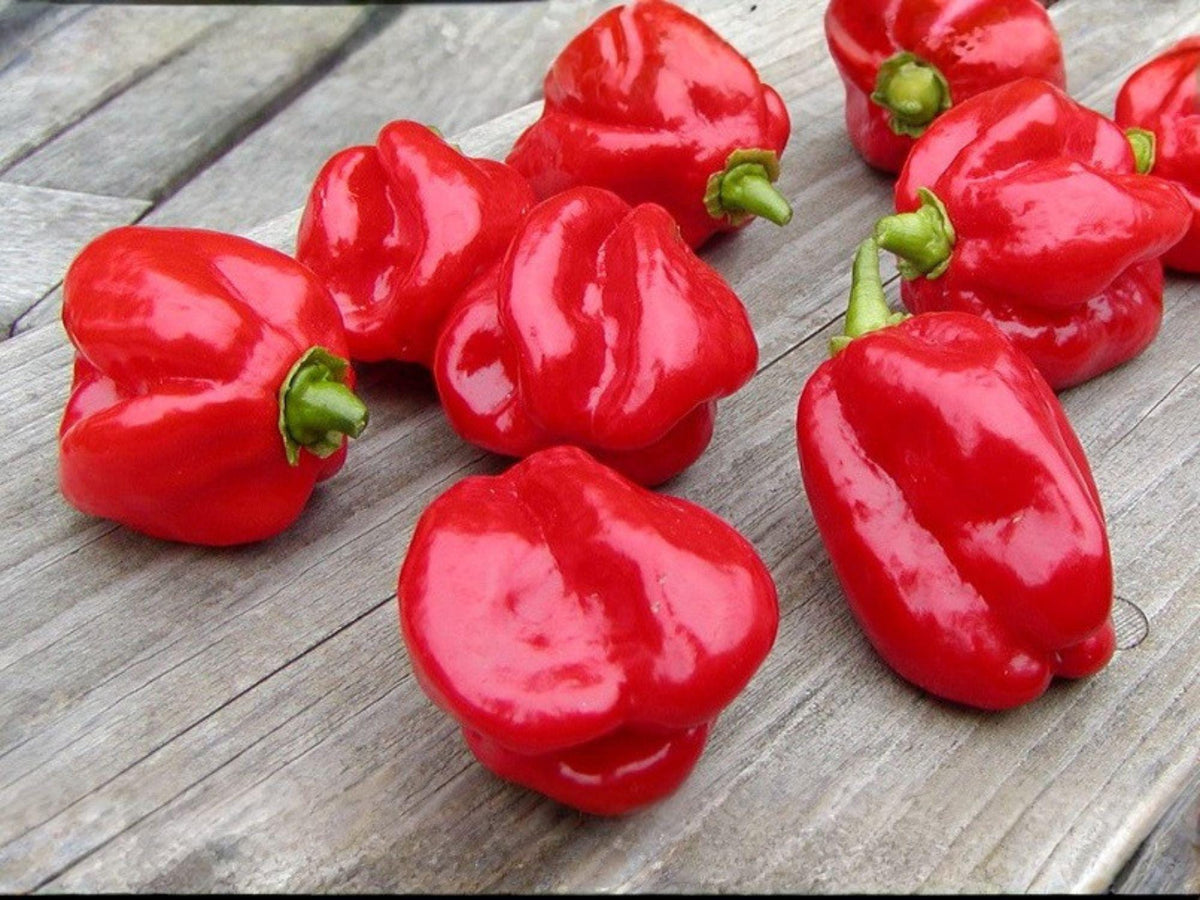 Caribbean Red Habanero Seeds - 25 Extra Hot Pepper Seeds for Planting