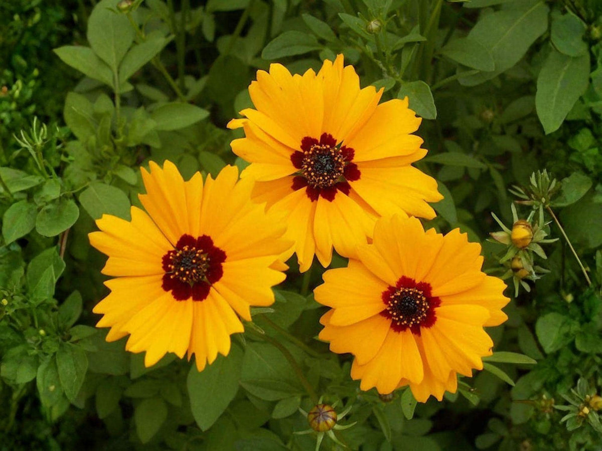 Coreopsis Basalis 100 Seeds – Golden Wave Tickseed Yellow Red Annual Wildflower