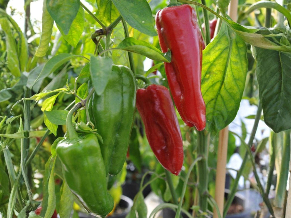 Giant Marconi Red Pepper Seeds – Heirloom Italian Frying Sweet Pepper (25 Seeds)