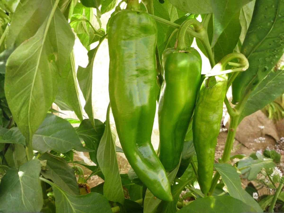 Barker Hot Pepper Seeds – 25 New Mexico Chili Garden Seeds for Planting