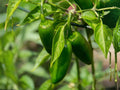 Sandia Hot Pepper Seeds – 25 New Mexico Red Chile Garden Seeds