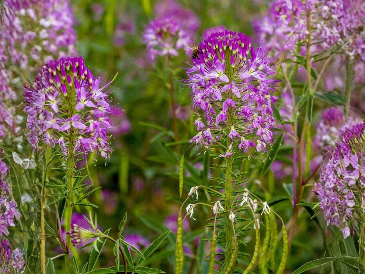 Cleome Serrulata 75 Seeds – Rocky Mountain Bee Plant Native Purple Pollinator Wildflower