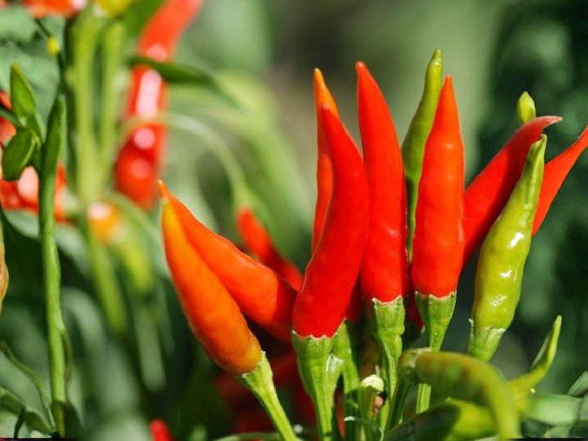 Tabasco Hot Pepper Seeds – 25 Capsicum frutescens Chili Seeds for Planting