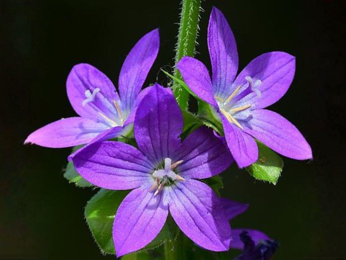 Triodanis perfoliata 1000 Seeds – Venus' Looking Glass Native Blue Violet Wildflower