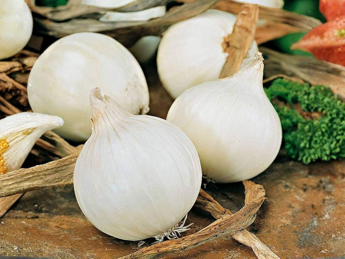 Blanco Duro Onion Seeds – 50 White Storage Onion Seeds for Planting