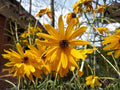 100 Swamp Sunflower Seeds – Heirloom Non-GMO Wildflower for Native Garden Planting