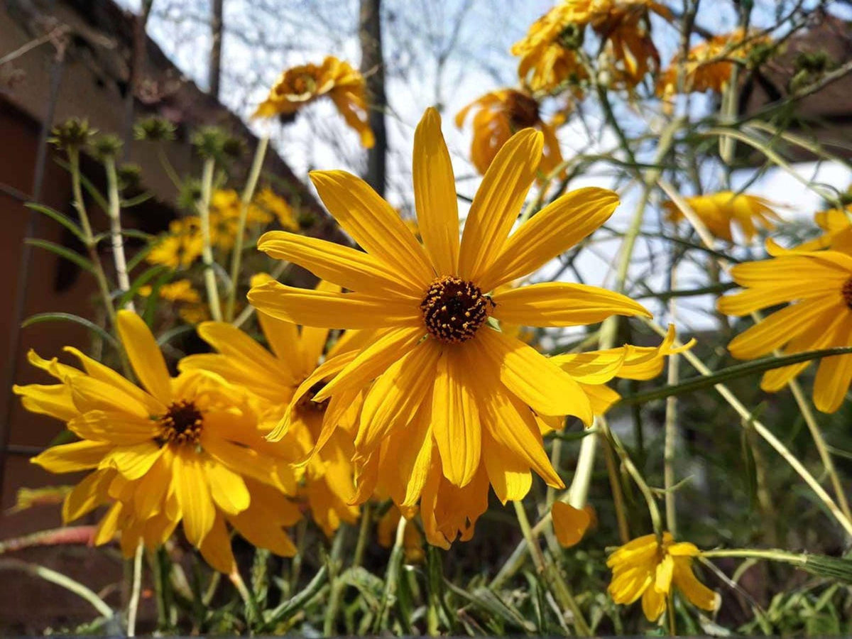 100 Swamp Sunflower Seeds – Heirloom Non-GMO Wildflower for Native Garden Planting