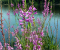Obedient Live Pond Plant – Hardy Bog Aquatic Marginal with Lavender Flowers