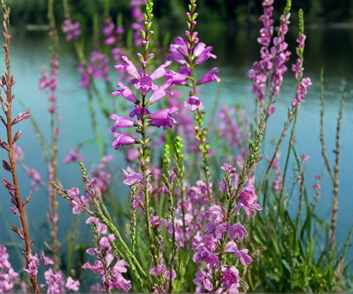 Obedient Live Pond Plant – Hardy Bog Aquatic Marginal with Lavender Flowers
